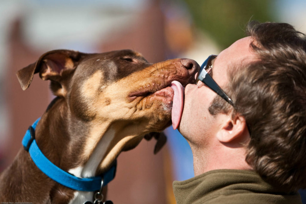 What Does It Mean If My Dog Licks My Other Dogs Face